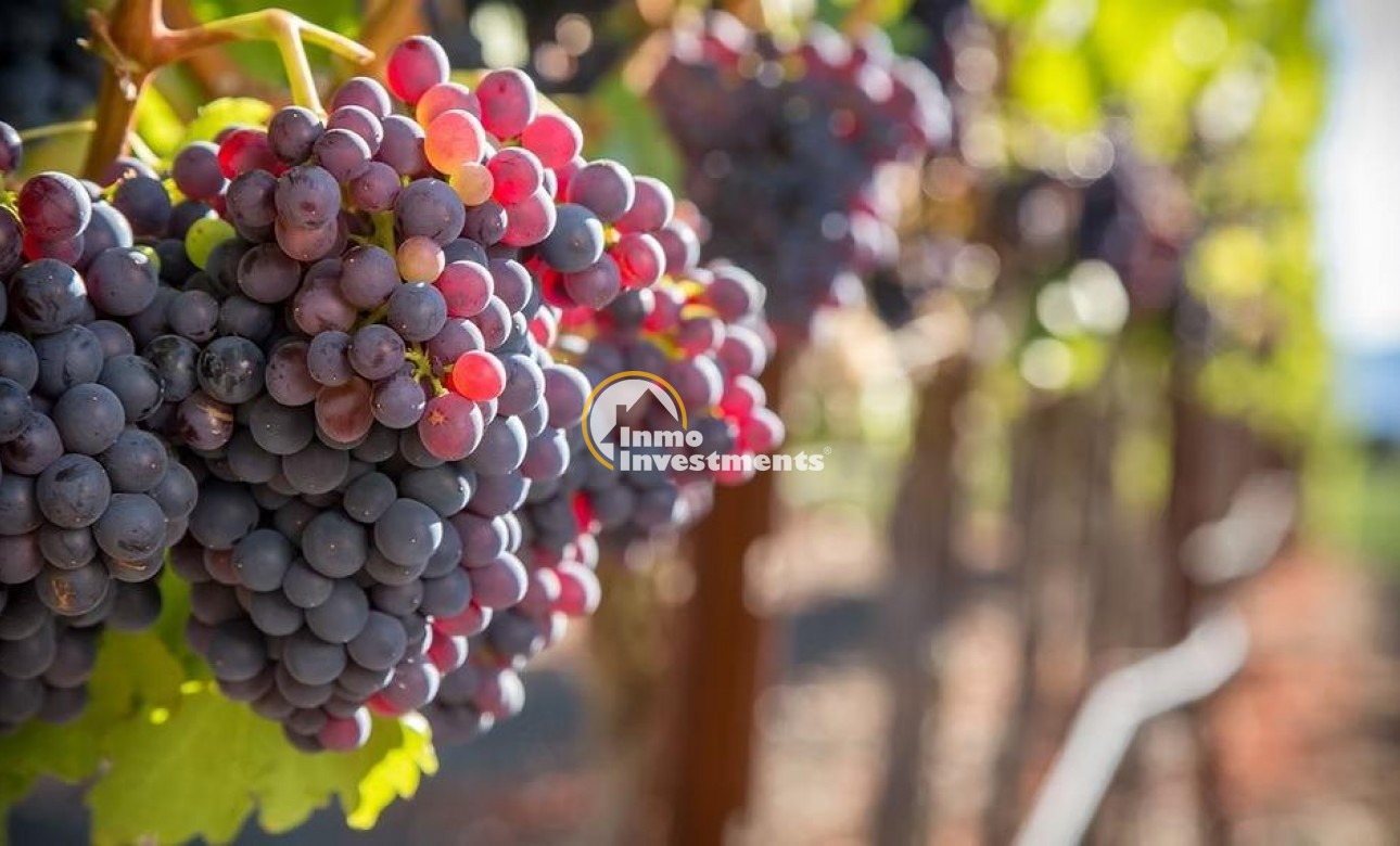 Resale - Cellar - Albacete