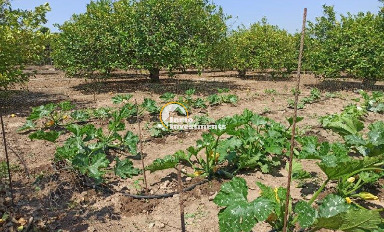 Resale - Finca - San Miguel de Salinas - San Miguel