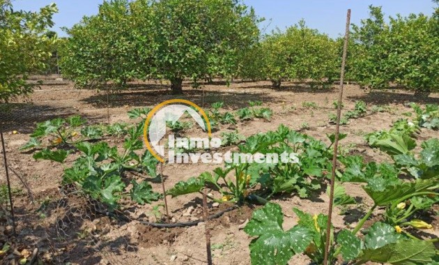 Resale - Finca - San Miguel de Salinas - San Miguel