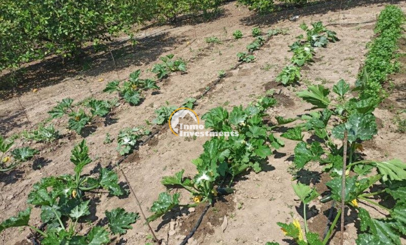 Resale - Finca - San Miguel de Salinas - San Miguel