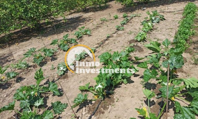 Resale - Finca - San Miguel de Salinas - San Miguel