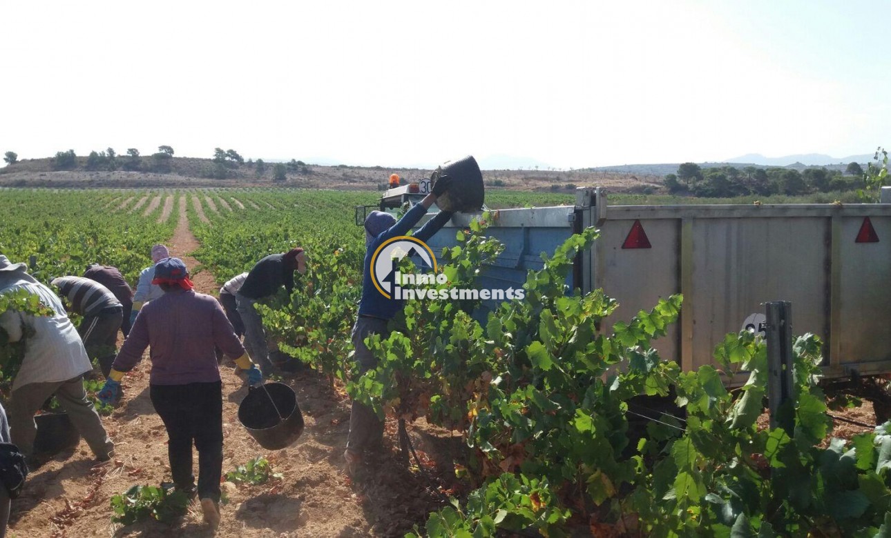 Reventa - Cellar - Pinoso - Centro