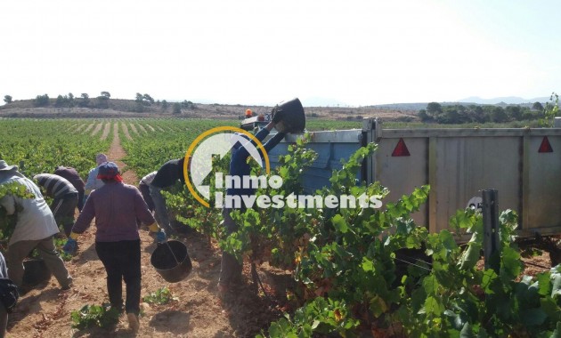 Reventa - Cellar - Pinoso - Centro